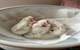 Guinea Pig rodents for sale: Beautiful Otter colour full peruvian& 3 PEWs   - Advert 12