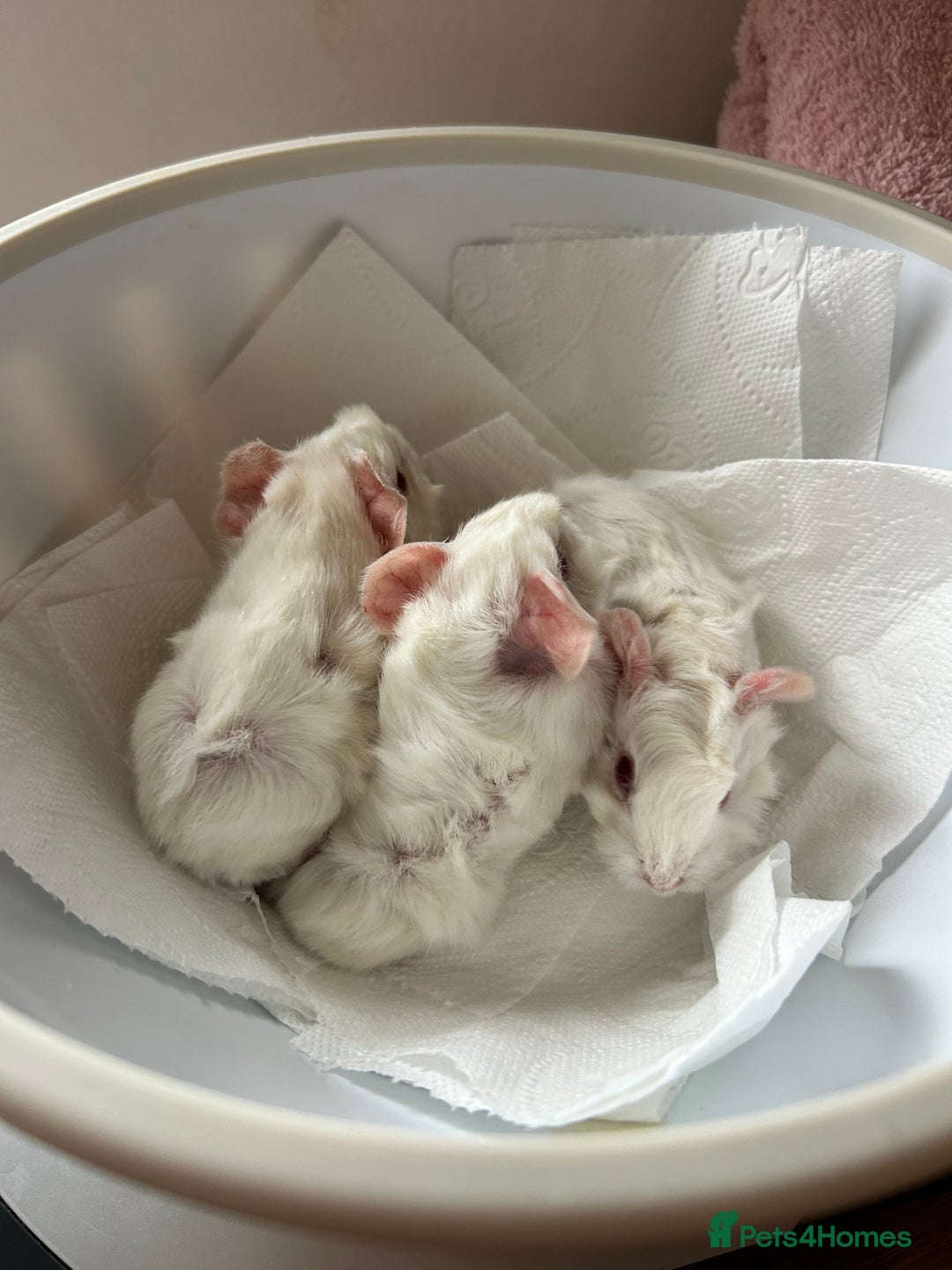 Guinea Pig rodents for sale: Beautiful Otter colour full peruvian& 3 PEWs   - Advert 12