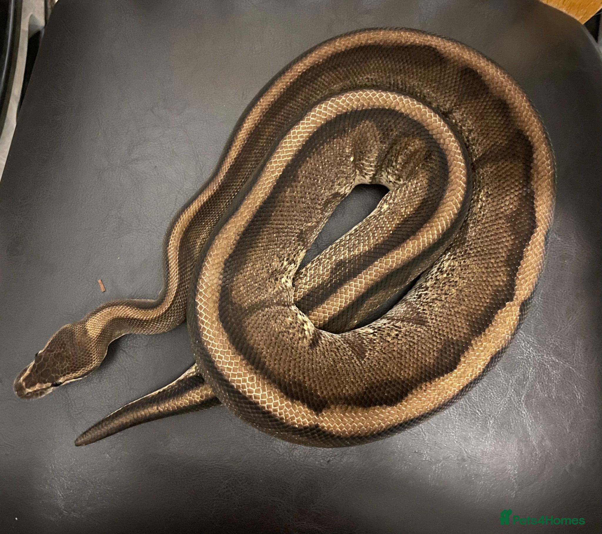 Python Snake reptiles Royal pythons for sale - Bristol - Advert 10