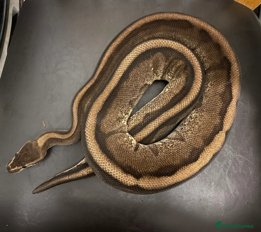 Python Snake reptiles for sale: Royal pythons for sale - Bristol - Advert 1