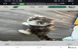 Persian cats for sale: Persian Kittens  - Image 37