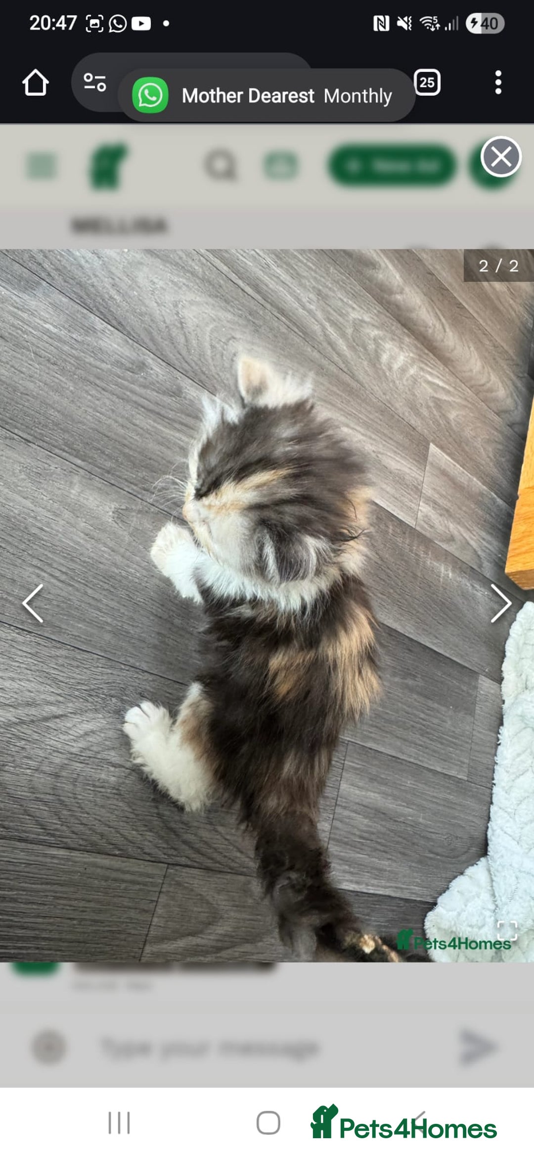 Persian cats for sale: Persian Kittens  - Image 37