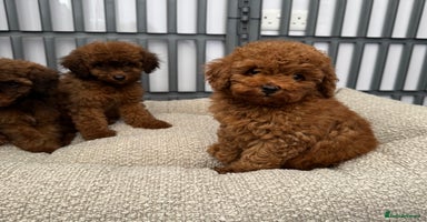 Toy Poodle dogs - Advert 1