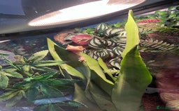 Gecko reptiles for sale: 2 baby crested geckos - Image 9