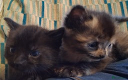 Mixed Breed cats for sale: 2 beautiful kittens.  - Image 1