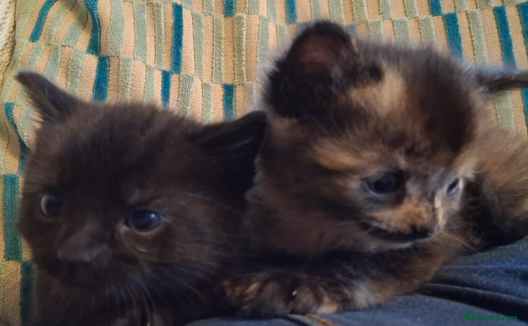 Mixed Breed cats - Advert 3