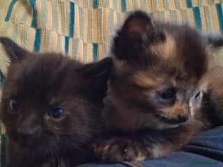 Mixed Breed cats - Advert 26