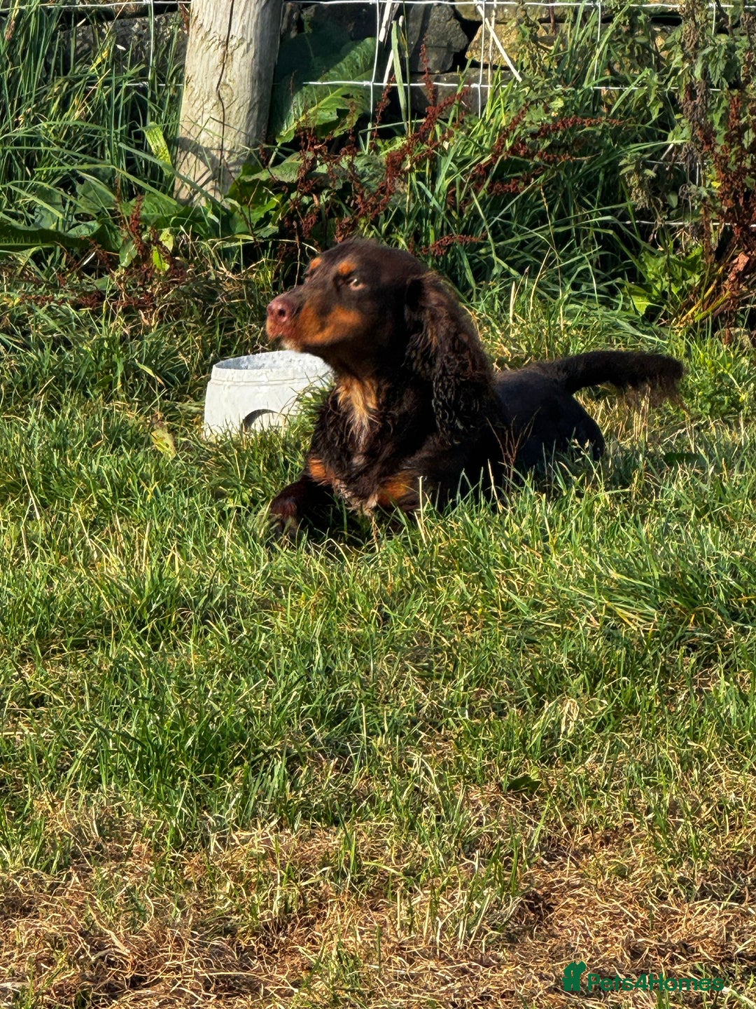 Sprocker dogs for sale: Home-Reared Sprocker Puppies  - Advert 4
