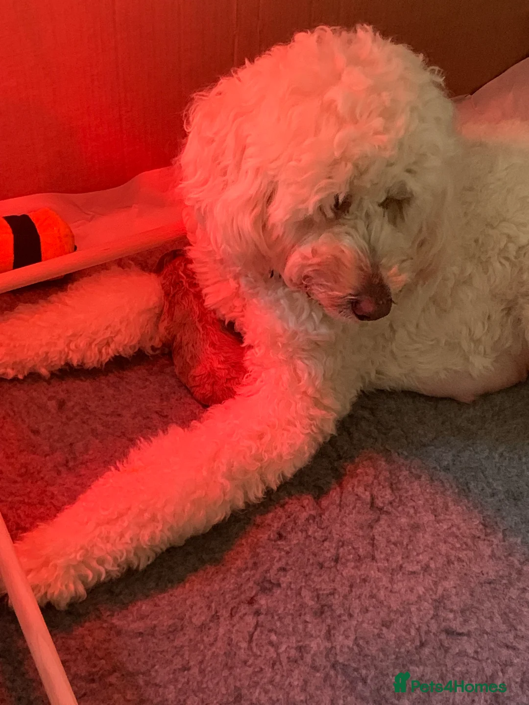 Goldendoodle dogs for sale: Goldendoodle/double doodle - Advert 6