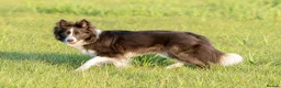 Border Collie dogs for sale: KC reg waitinglist LF active sports homes - Advert 5