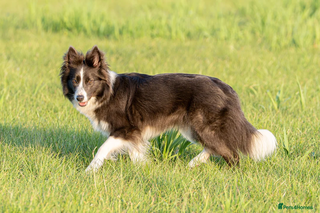 Border Collie dogs for sale: KC reg waitinglist LF active sports homes - Advert 5