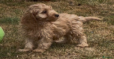 Cockapoo dogs - Advert 12