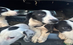 Mixed Breed dogs for sale: Springer cross collie  - Image 24
