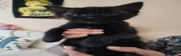 Mixed Breed cats for sale: 2 Kittens Ready for New Homes, 10 Weeks Old - Advert 2