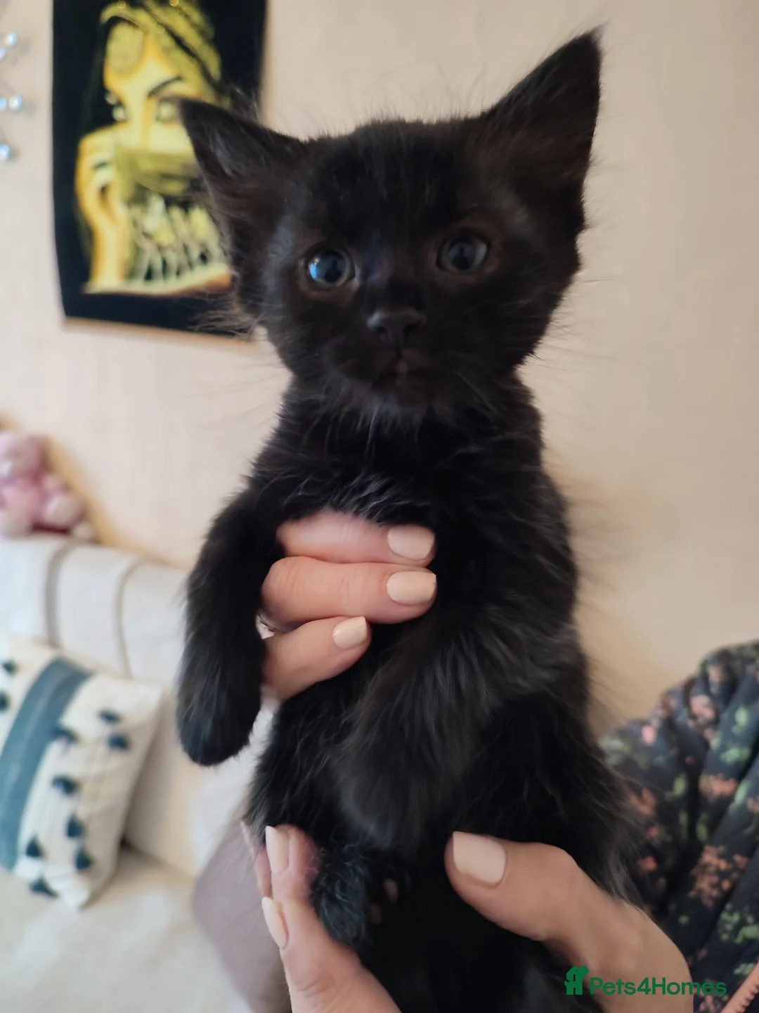 Mixed Breed cats for sale: 2 Kittens Ready for New Homes, 10 Weeks Old - Advert 2