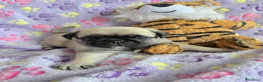 Pug 3