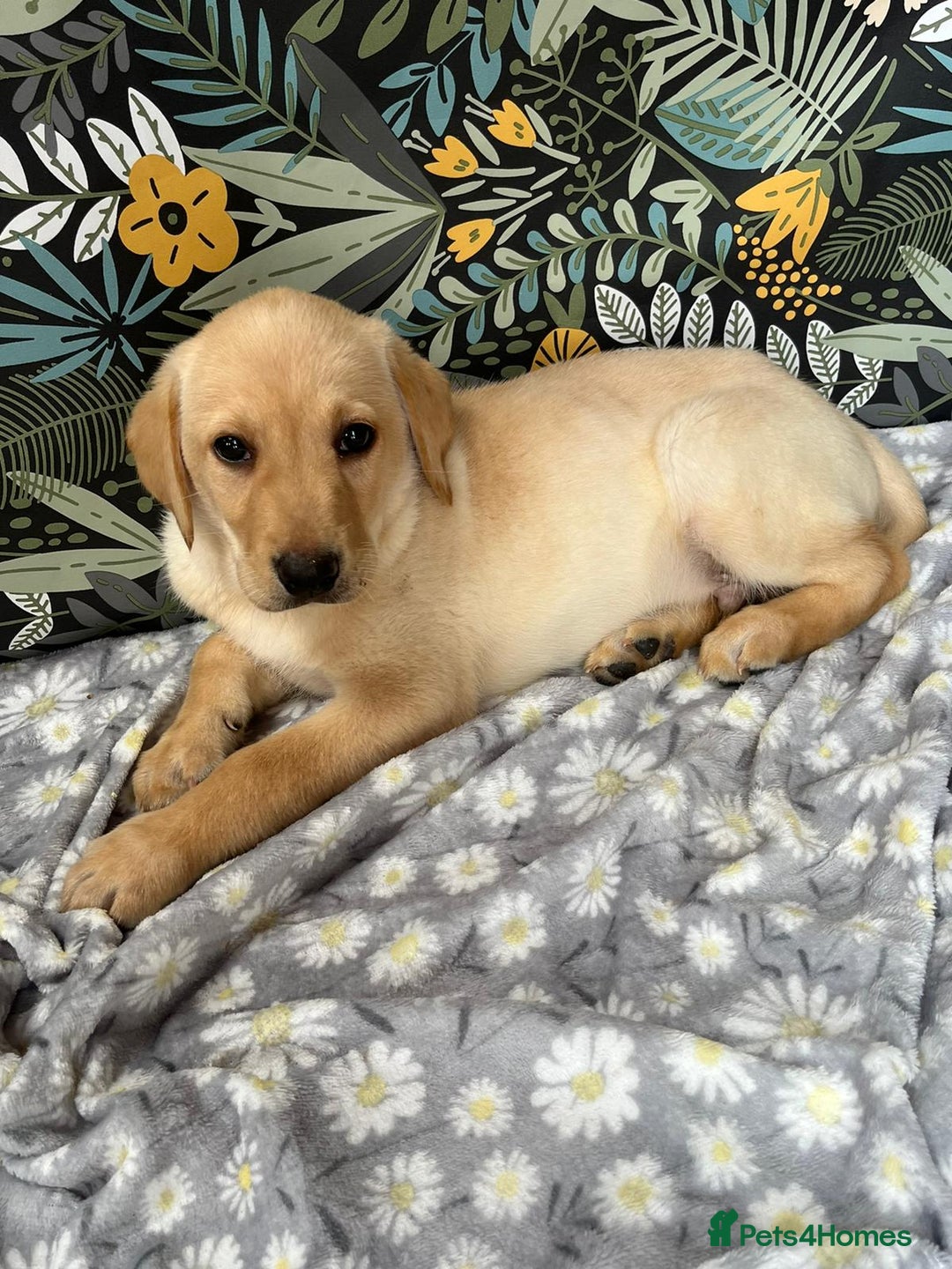 Labrador Retriever dogs for sale: Labrador puppy's  - Image 1