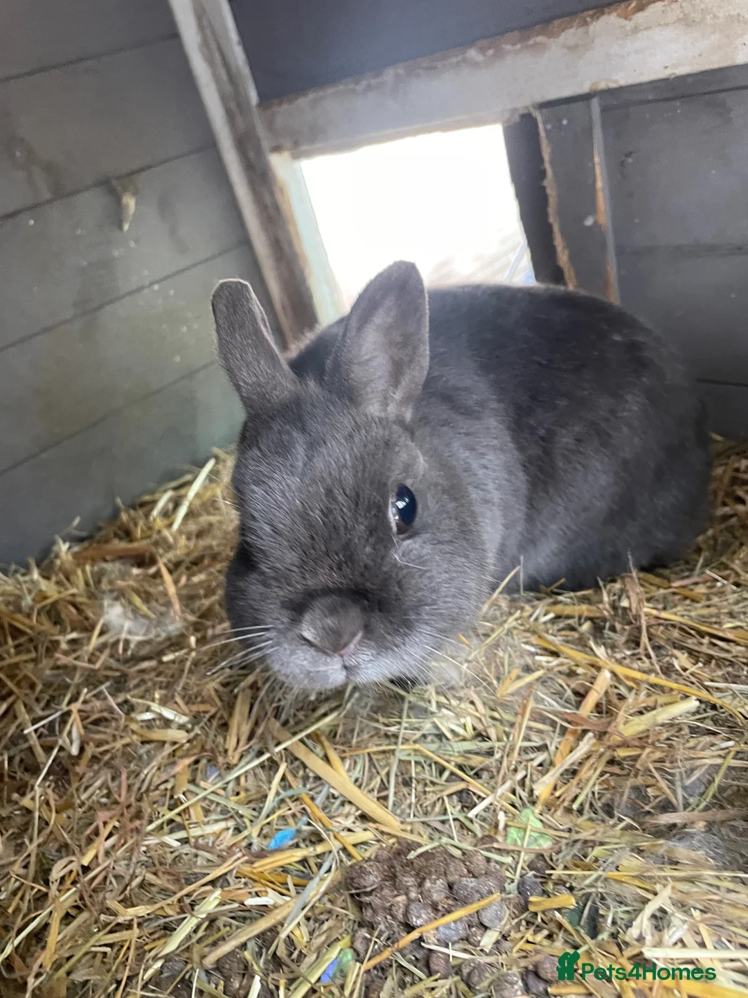 British Giant rabbits for sale: Netherland dwarf - Advert 2