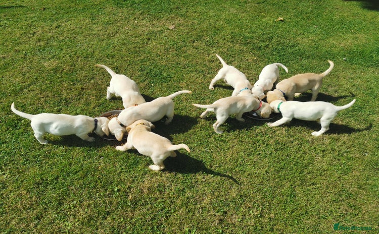 Labrador Retriever dogs - Advert 1
