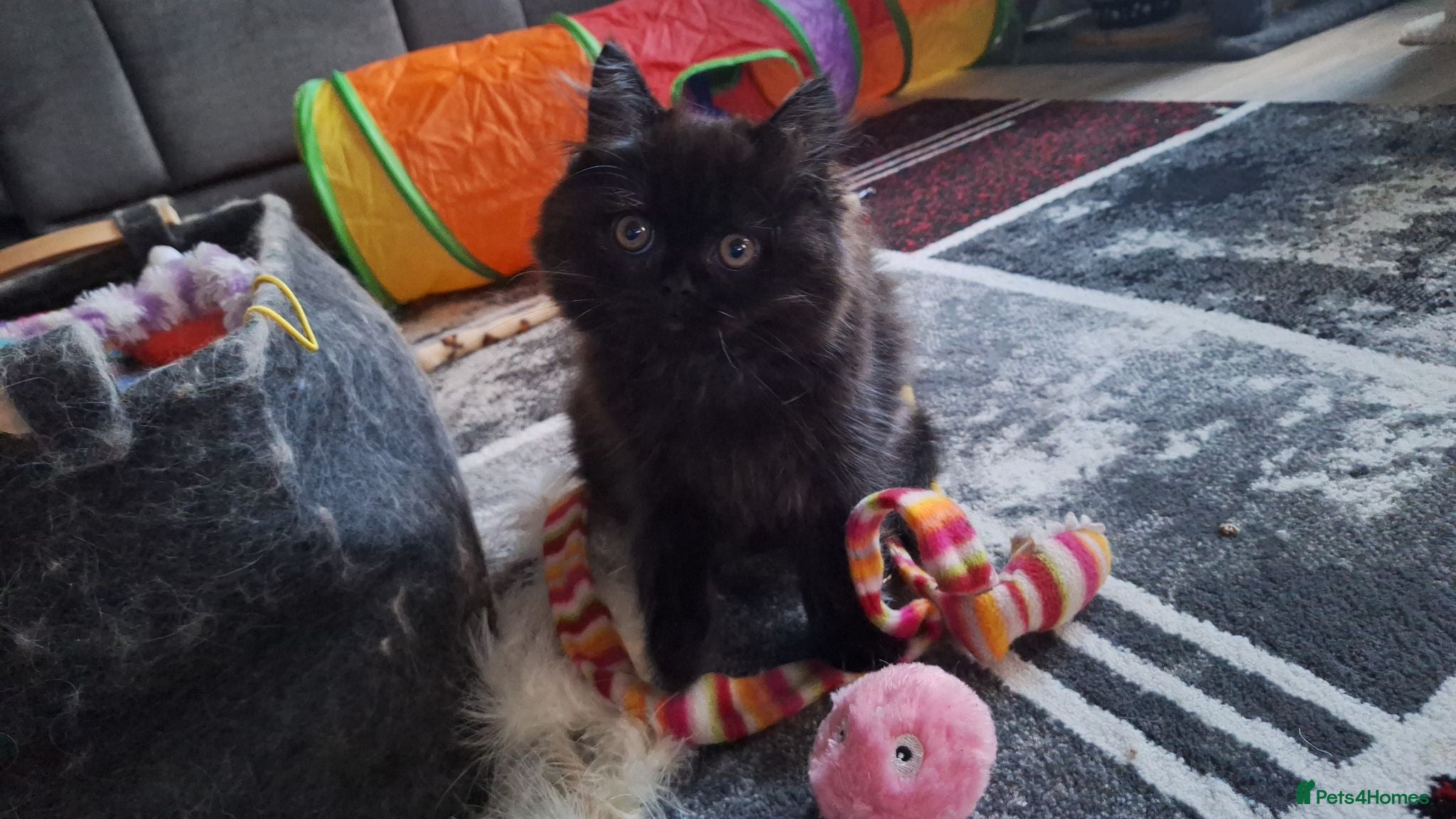 Mixed Breed cats Beautiful Black Ragdoll x Persian Kitten Ready Now - Advert 2