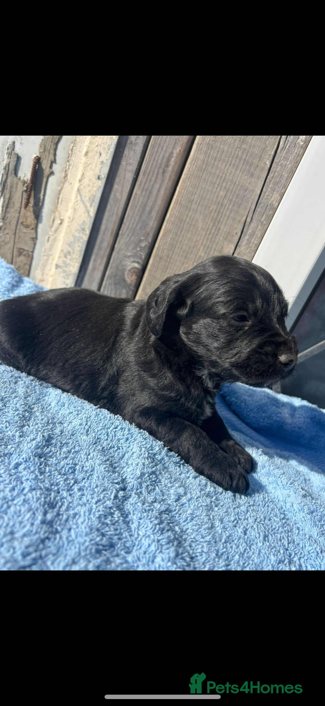 Labradoodle dogs for sale: F1 Labradoodle puppy’s  - Image 7