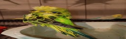 Budgerigars birds for sale: Budgies - Advert 5
