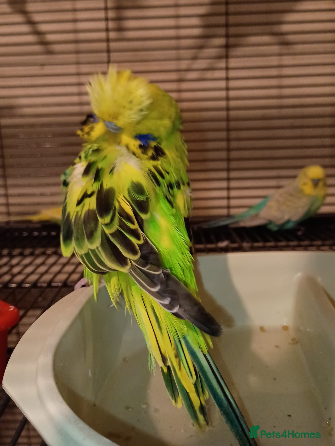 Budgerigars birds for sale: Budgies - Advert 5