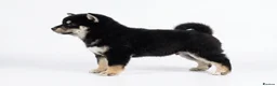 Japanese Shiba Inu dogs for sale: Champion Bloodline Shiba Inu Puppies  - Advert 4