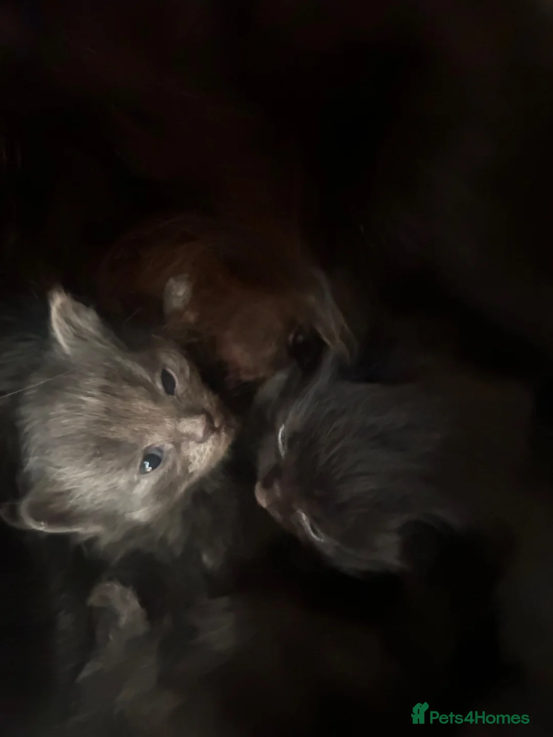 Mixed Breed cats for sale: Norwegian first cat X Russian Blue £200!! - Advert 21