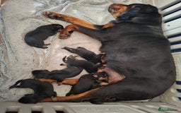 Rottweiler dogs for sale: KC REGISTERED ROTTWEILER PUPPIES in Lutterworth - Image 4