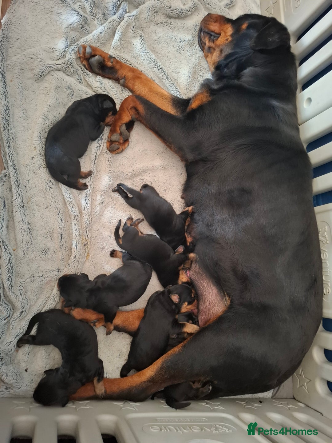 Rottweiler dogs for sale: KC REGISTERED ROTTWEILER PUPPIES in Lutterworth - Image 4