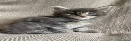 Maine Coon cats for sale: GCCF ACTIVE BLUE SMOKE TABBY MAINE COON BOY  - Advert 10