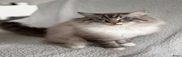 Ragdoll cats for sale: Marble - Our Big Cuddly Teddy Bear - Advert 2