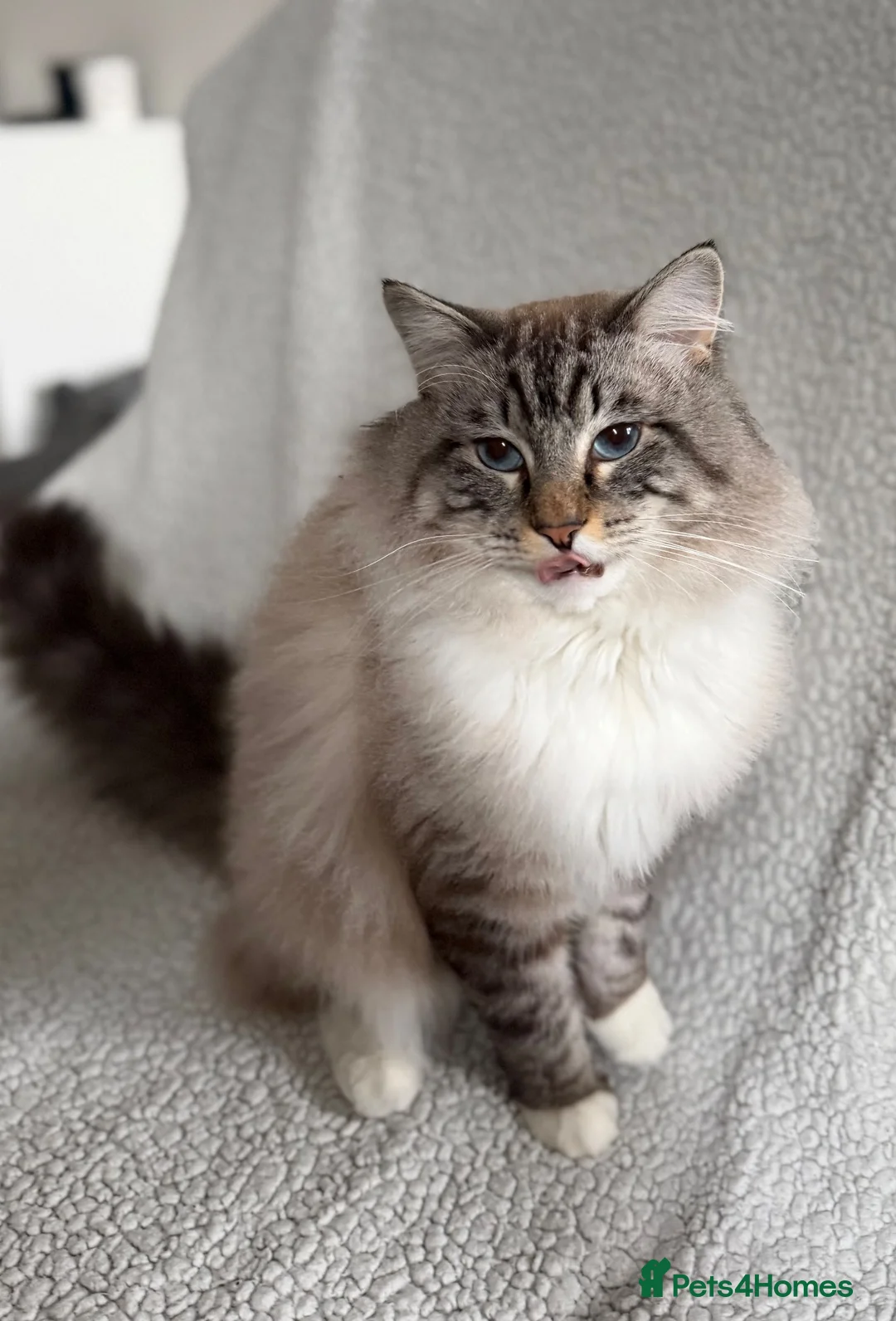 Ragdoll cats for sale: Marble - Our Big Cuddly Teddy Bear - Advert 2