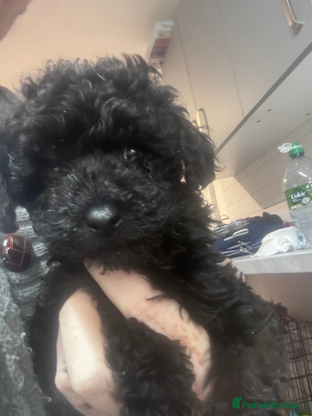 Yorkiepoo dogs for sale: 1 beautiful yorkiepoo ready to leave 🥰🥰 - Image 17