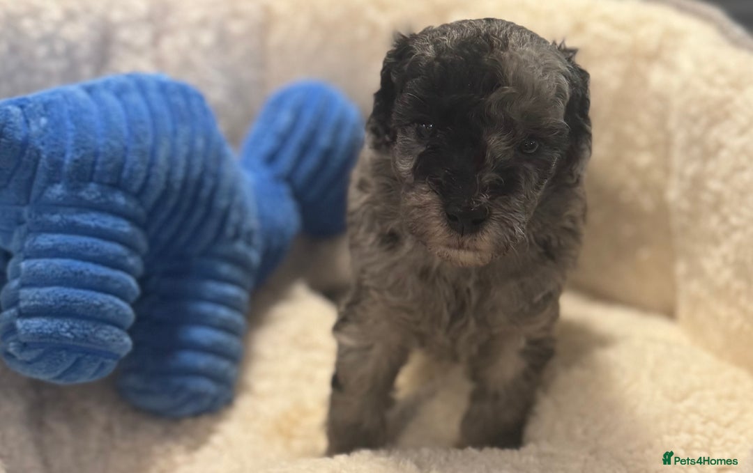 Cockapoo dogs for sale: Adorable Cockapoo puppies  - Image 3
