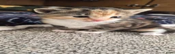 British Shorthair cats for sale: Cute Tabby Calico Mix - Advert 9