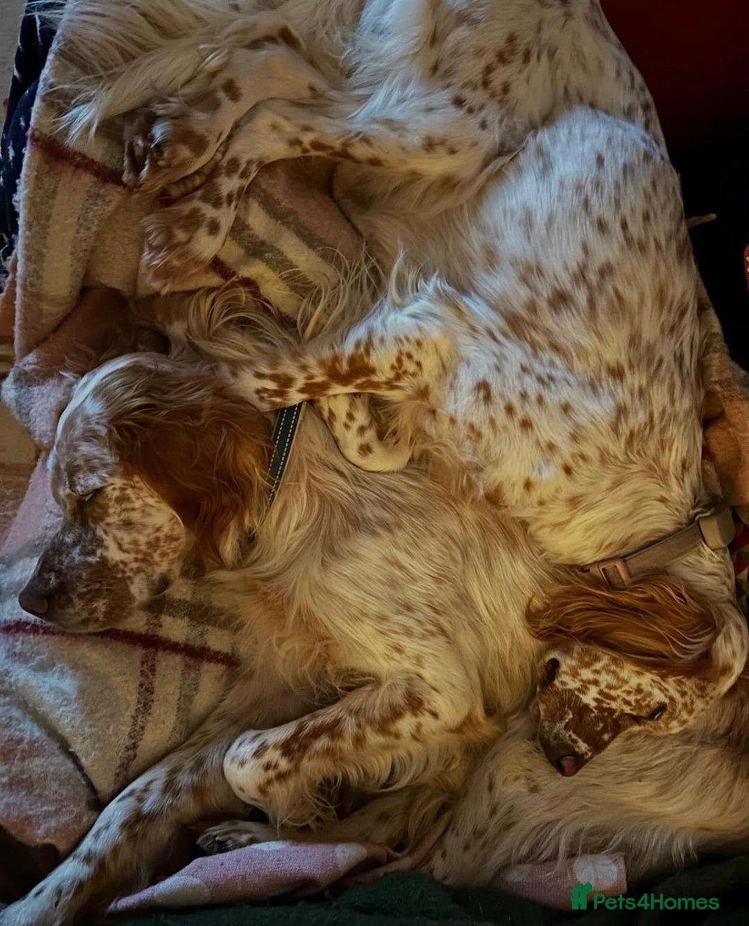 English Setter dogs for adoption: Hans  - Advert 10