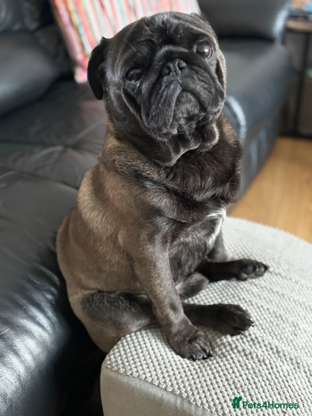 Pug dogs for stud: Platinum pug  in Durham - Advert 7