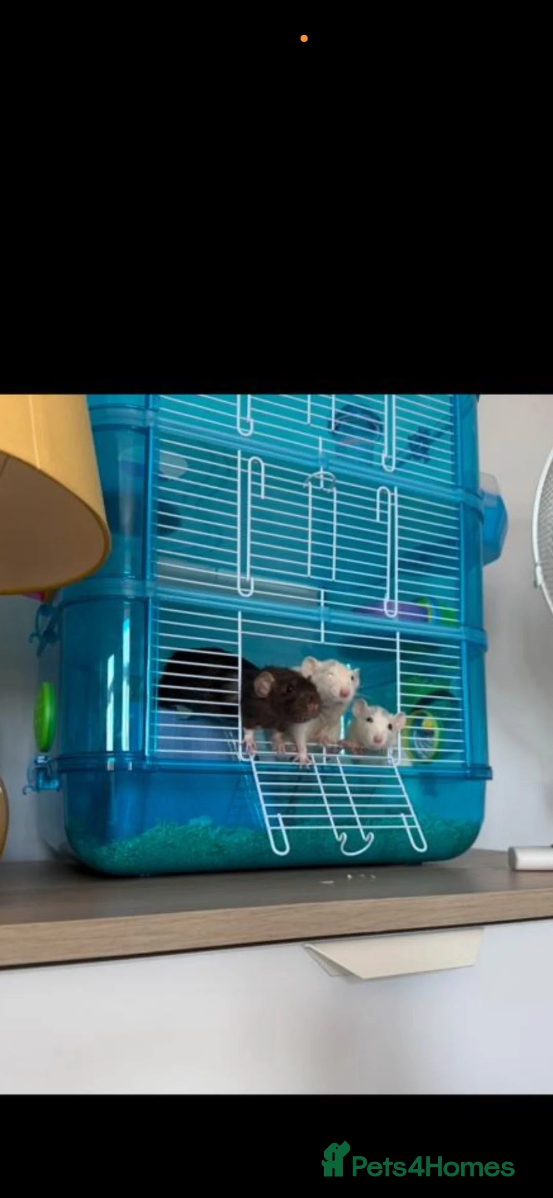 Rat rodents for sale: Female rats  - Advert 6