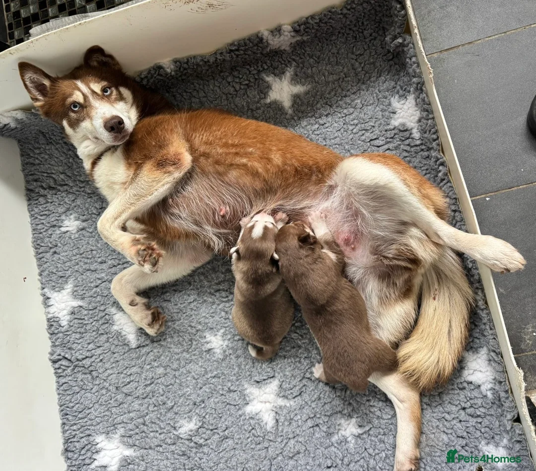 Siberian Husky dogs for sale: ✨Exceptional KC Reg Husky Puppies✨ - Advert 5