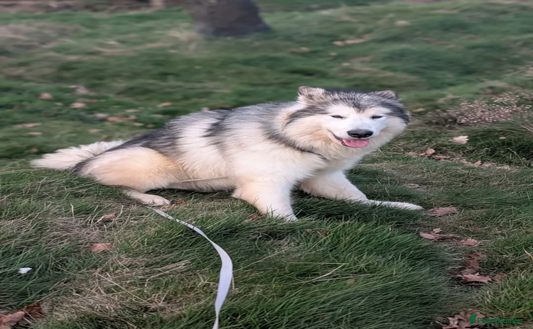 Alaskan Malamute dogs - Advert 11