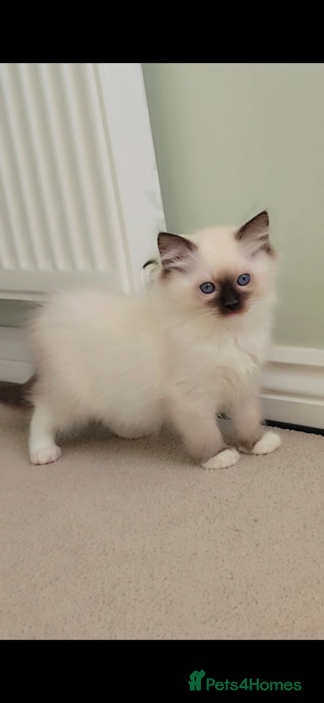 Ragdoll cats for sale: TICA REGISTERED KITTENS/Active - Advert 32