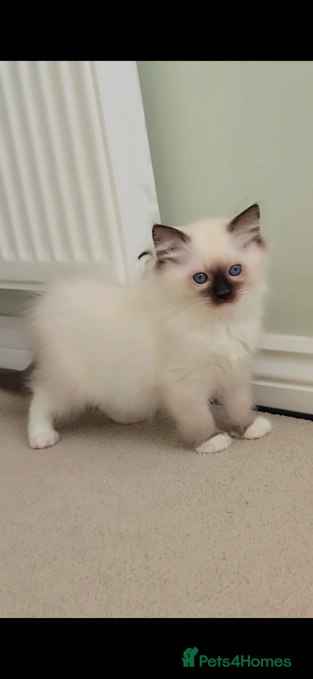 Ragdoll cats for sale: TICA REGISTERED KITTENS/Active - Advert 13