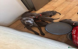 Staffordshire Bull Terrier dogs for sale: 6 x stunning blue eyed staffs puppies - Image 6