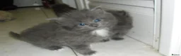 Mixed Breed cats for sale: 8 BEAUTIFUL KITTENS LOOKING FOR LOVING HOMES - Advert 3