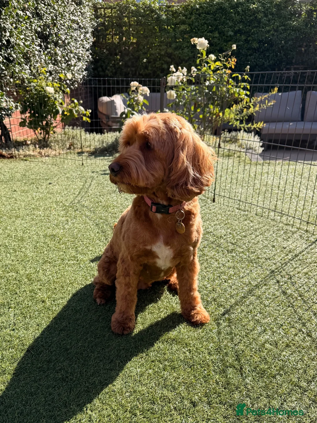 Cockapoo dogs for sale: Health Tested Multi Generational Cockapoos  - Advert 9