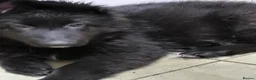 German Shepherd dogs for sale: German shepherd puppies  - Advert 3