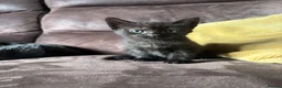 Domestic Shorthair cats for sale: Adorable kittens - Advert 4