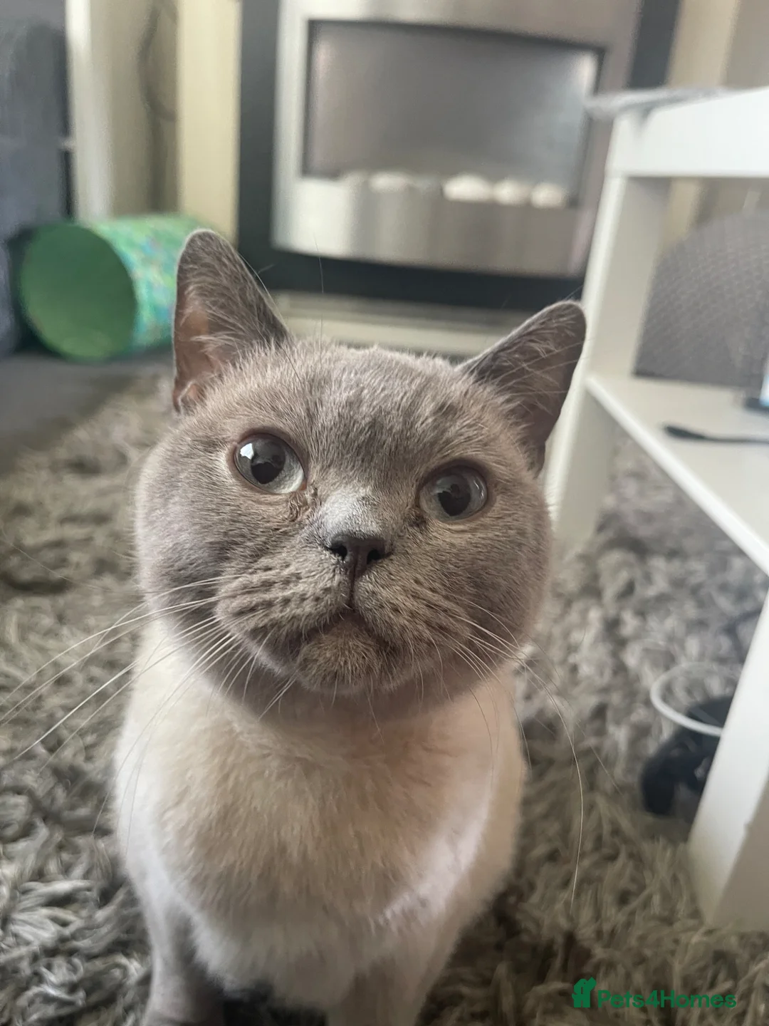 British Shorthair cats for sale: BSH Blue Colourpoint Kittens GCCF Registered - Advert 10